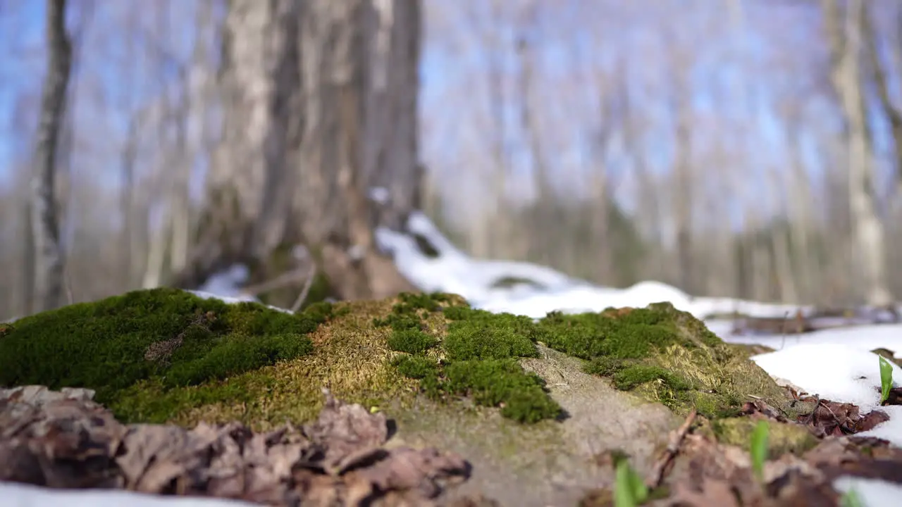 Lichen en tree in spring