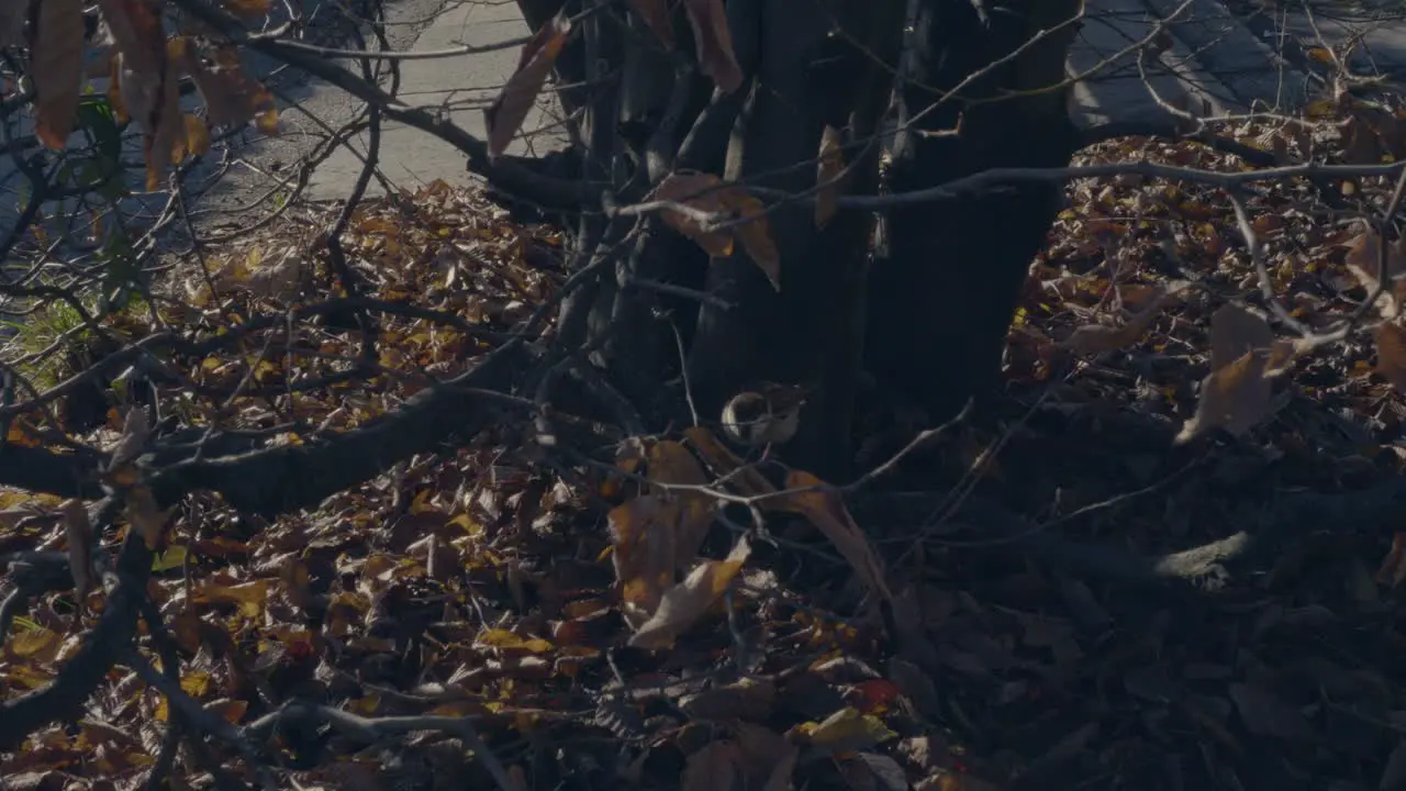 Little birds on tree branches in autumn