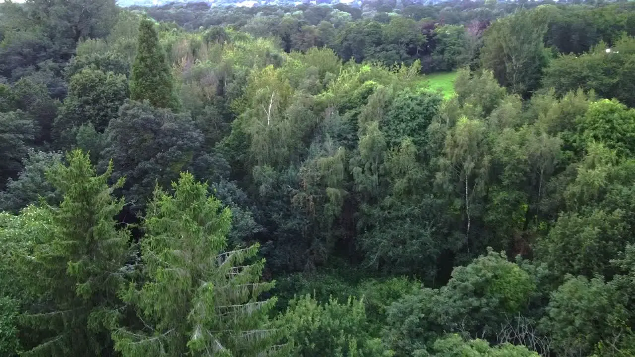 Drone through forest various green trees in the UK