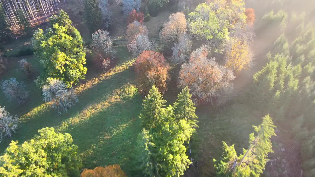 cinematic flight in the morning in a forest