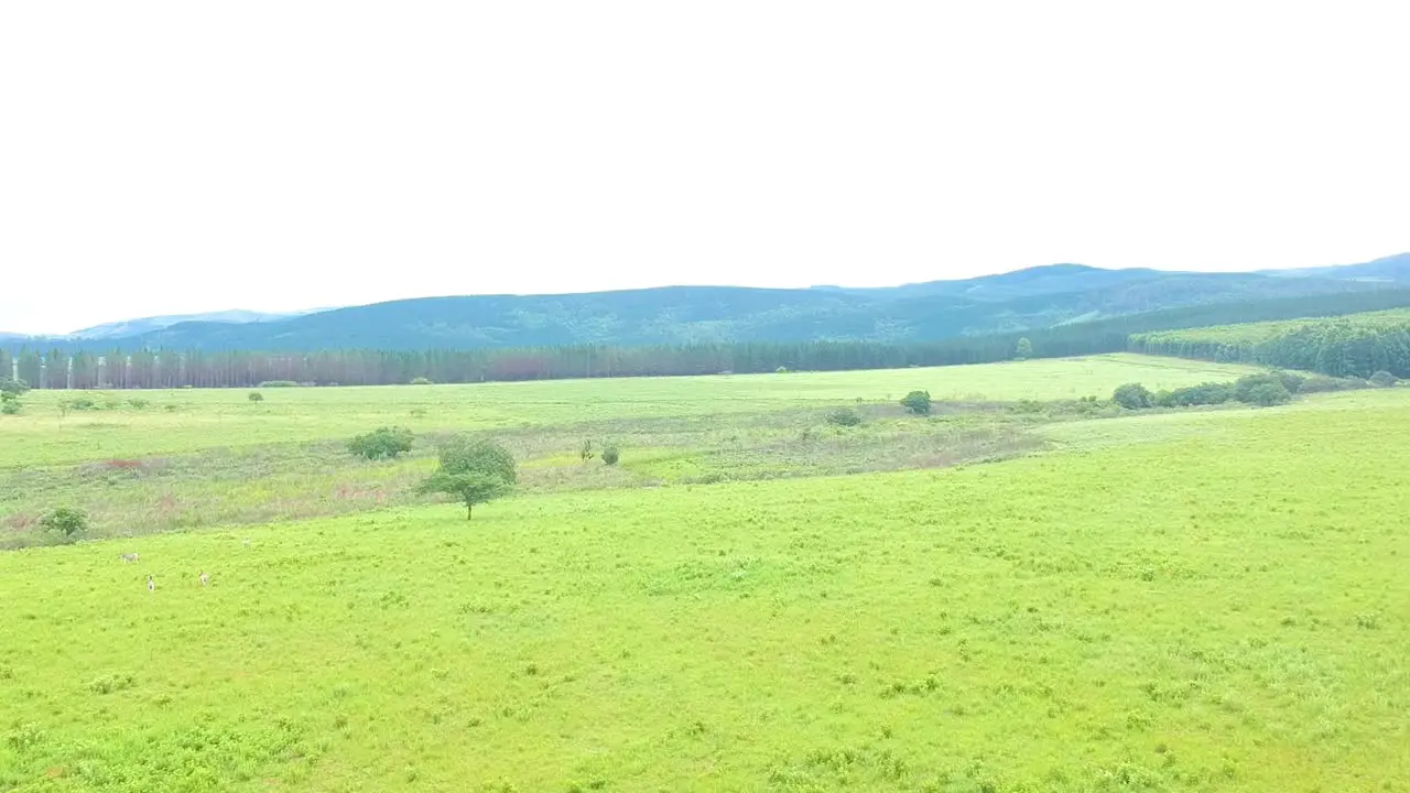 African game animals on the open planes low rising fly over drone shot