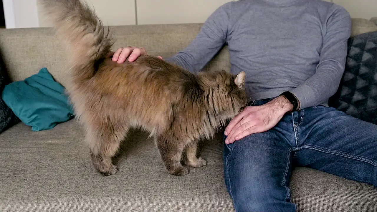 Front View Of A Blind Man In Sunglasses Sitting On The Sofa At Home And Petting His Cat