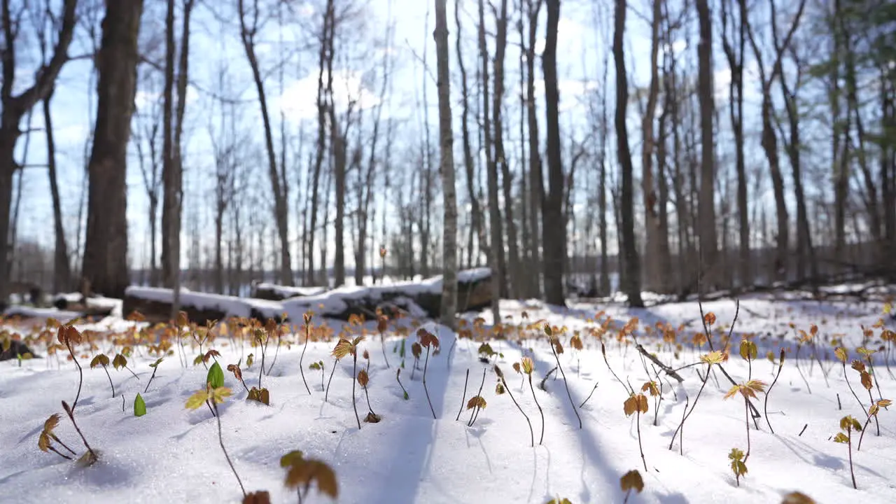 Growing maple tree in spring