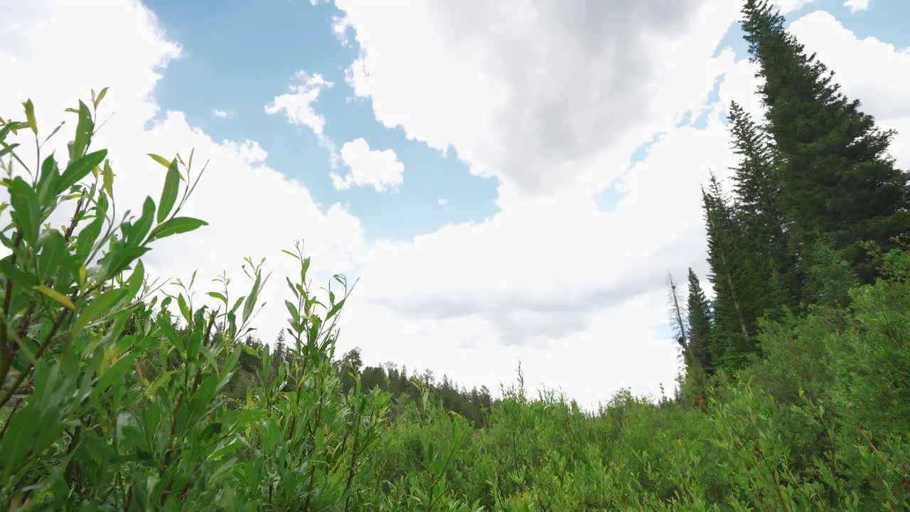 Looking up at beautiful Colorado aspen trees