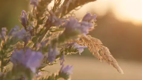 Close Up Shot of a Flower at Sunset