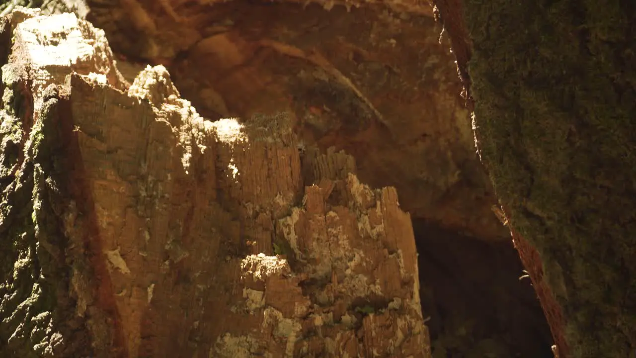 Close up view inside dead fallen tree stump