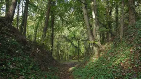 Tracking Shot Along Countryside Path