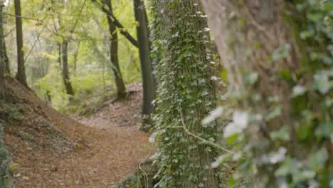 Tracking Shot of Vines On a Tree