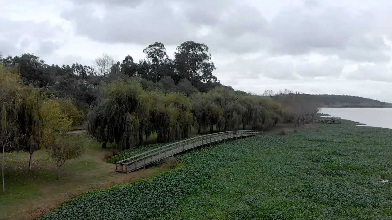 Aerial view of a beautiful wood walkway bridge on lake shore full of water hyacinth