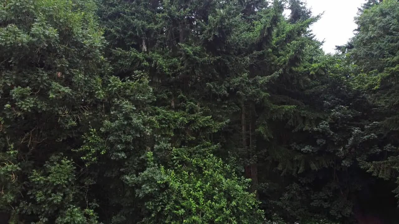 Crane up aerial reveal of deciduous forests in the countryside of Canterbury Kent Reveal over acres of fir trees