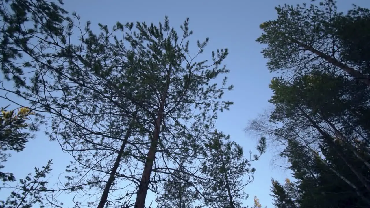 Camera panning up toward a tree in golden hour in winter