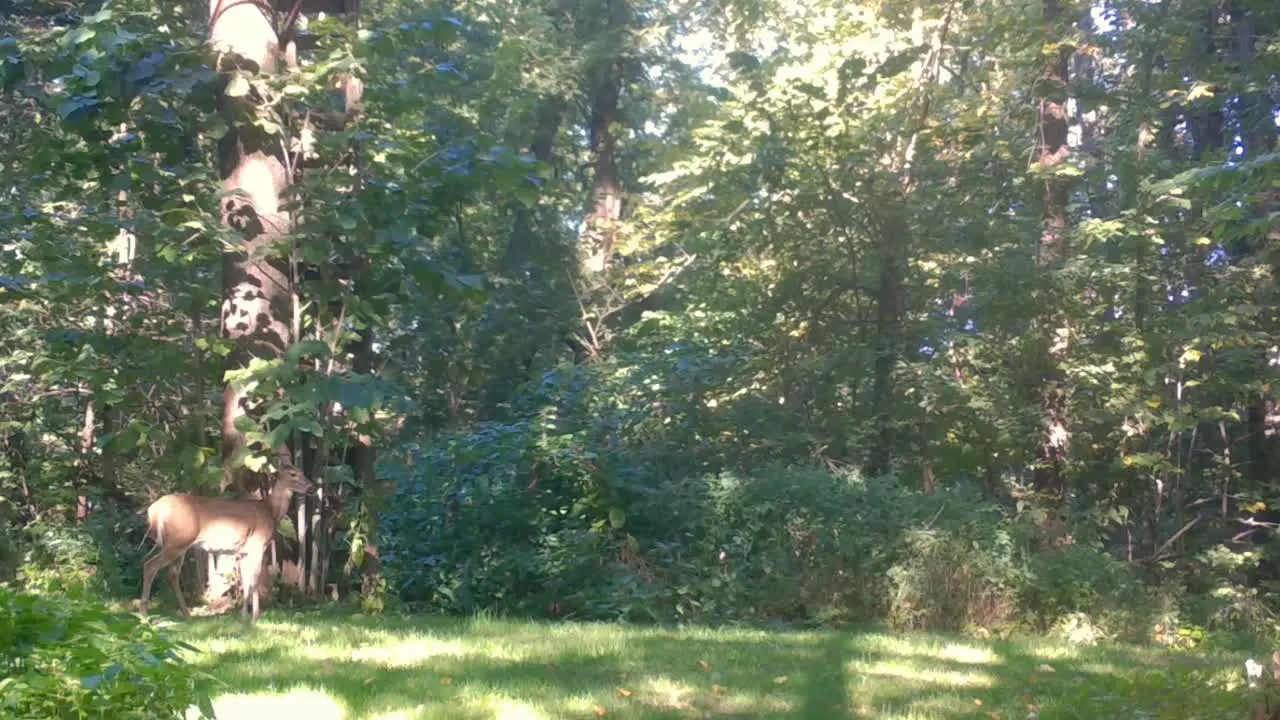 Whitetail deer forage on leaves of small tree in a clearing in the woods