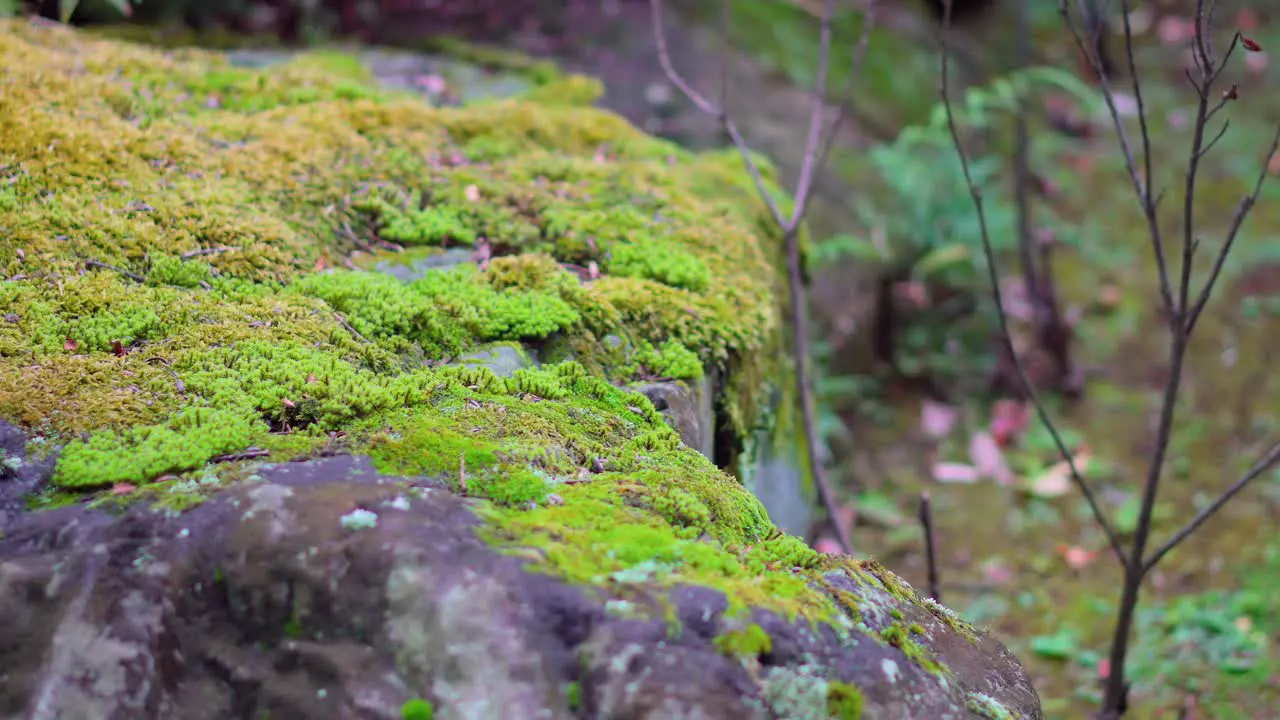 In the temples of Japan it is very common to see different types of moss on the stones they are cultivated and cared for for generations