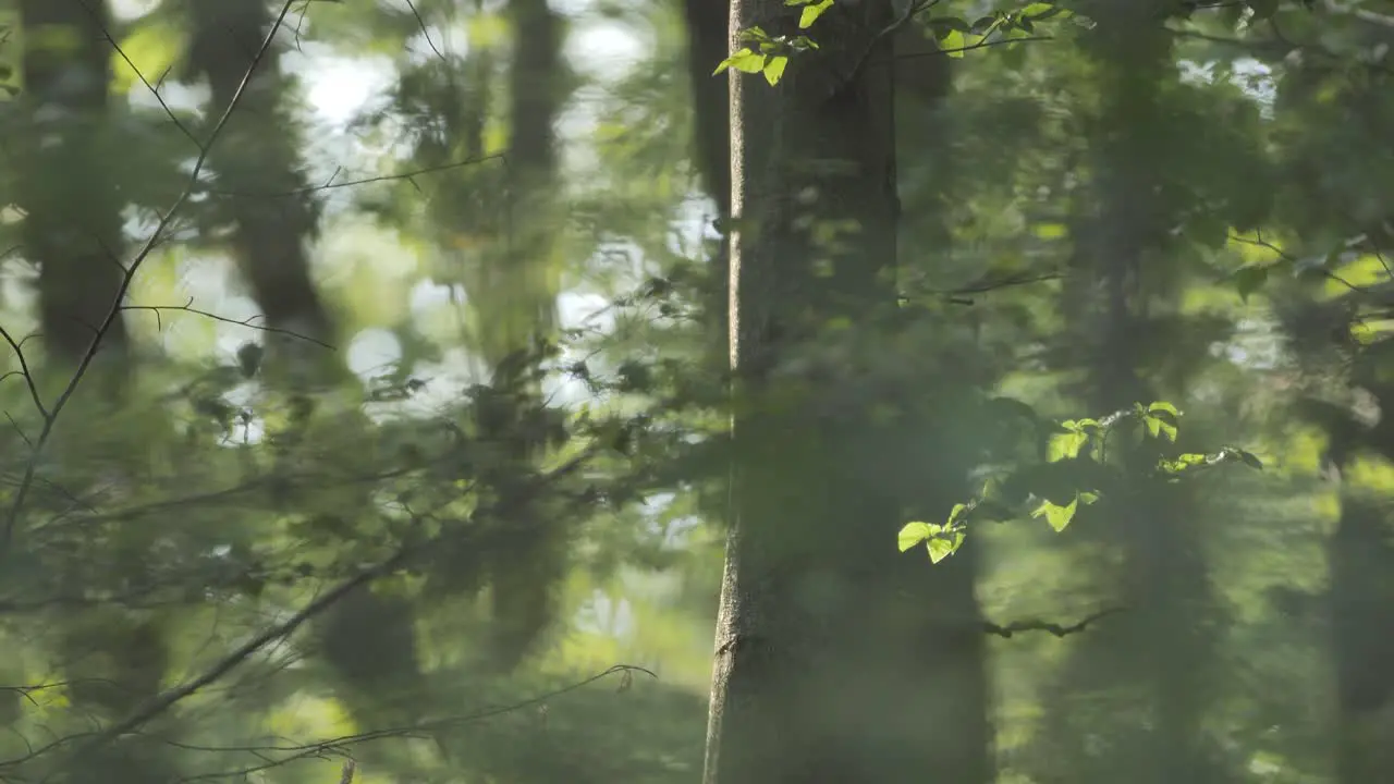 Rich green leaves of a tree waving in wind