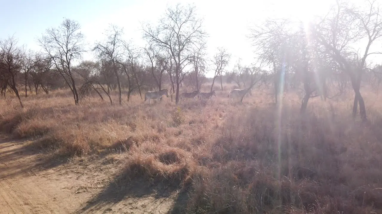 Zebra herd walking in veld with subflares in a game reserve