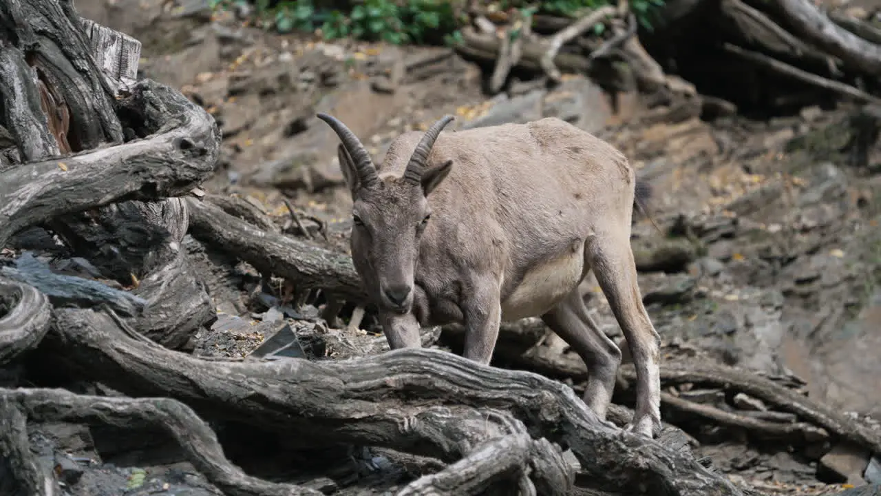 West caucasian tur eating grass on the rocks