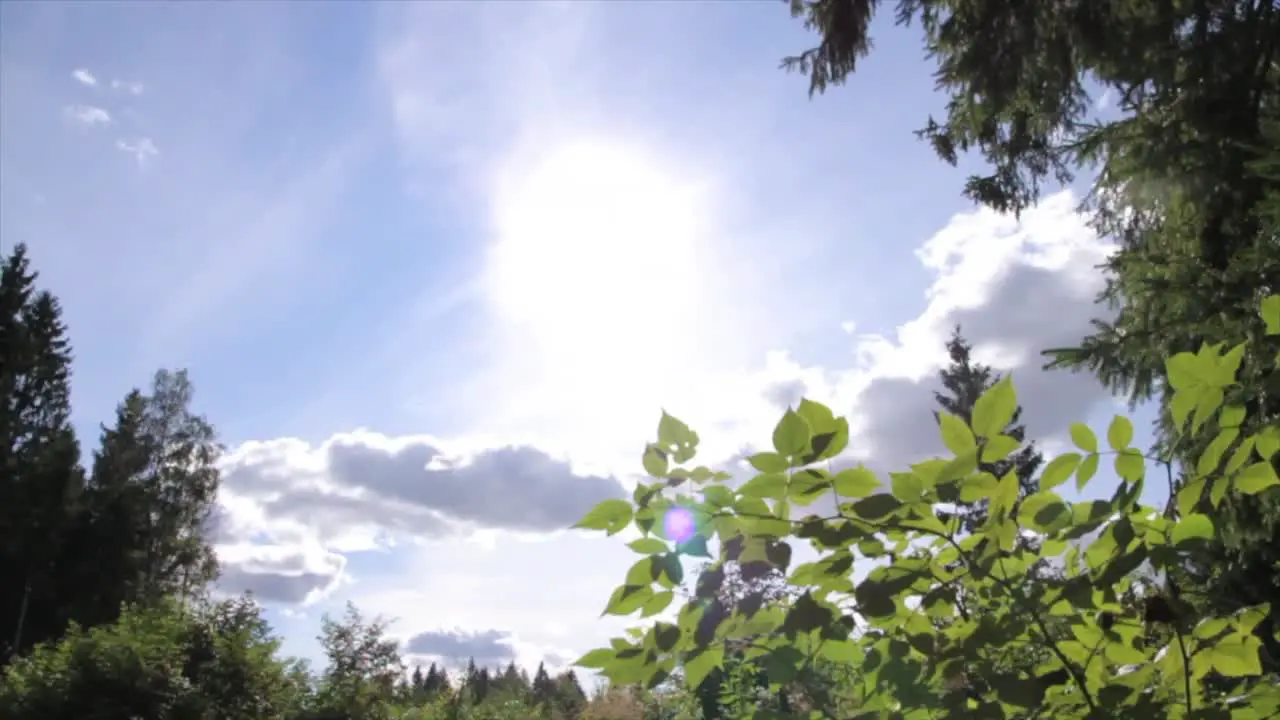 Leaves in Sunlight Tracking Shot