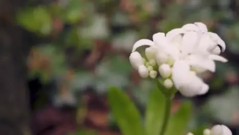 Close Up Of Woodland With White Wild Flower Growing In UK Countryside 1