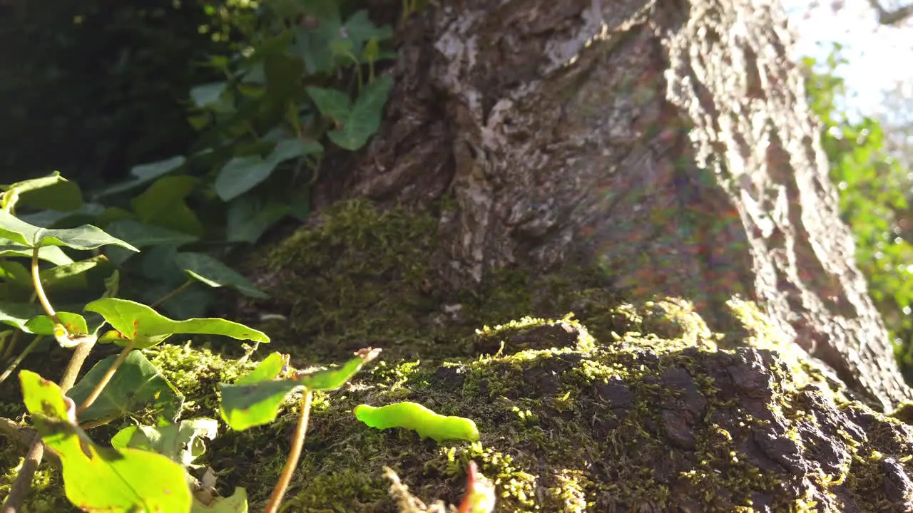 A green caterpillar crawling at the base of a tree on a bright spring day