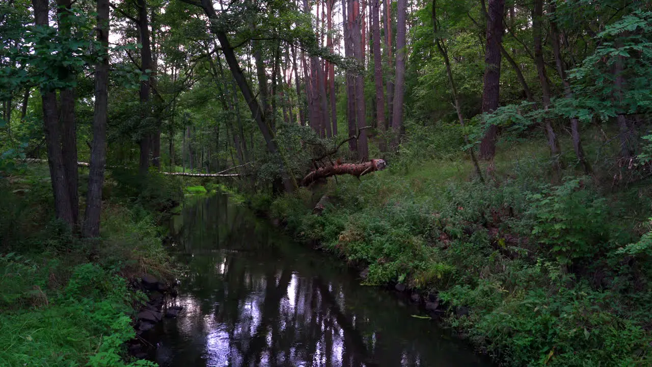 Lake in woods