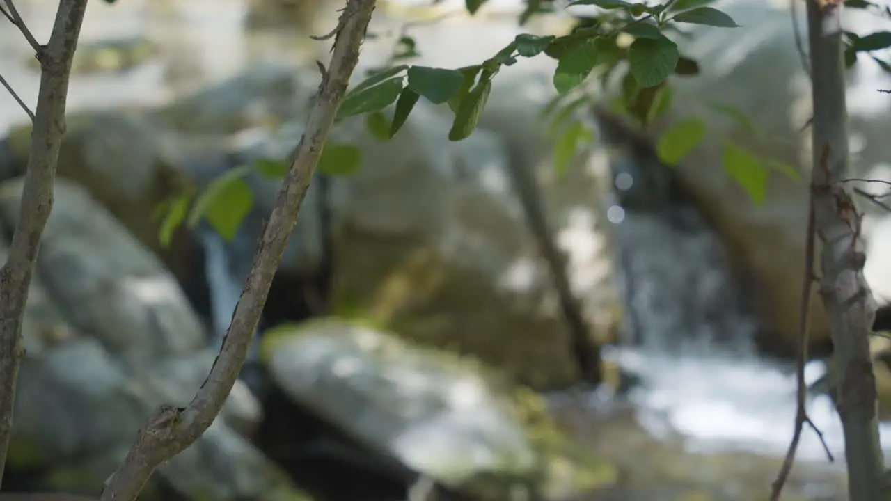 Descending shot through a small tree of a waterfall cascading into a pool below located in Santa Paula Punch Bowls Southern California