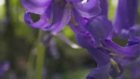 Close Up Of Woodland With Bluebells Growing In UK Countryside