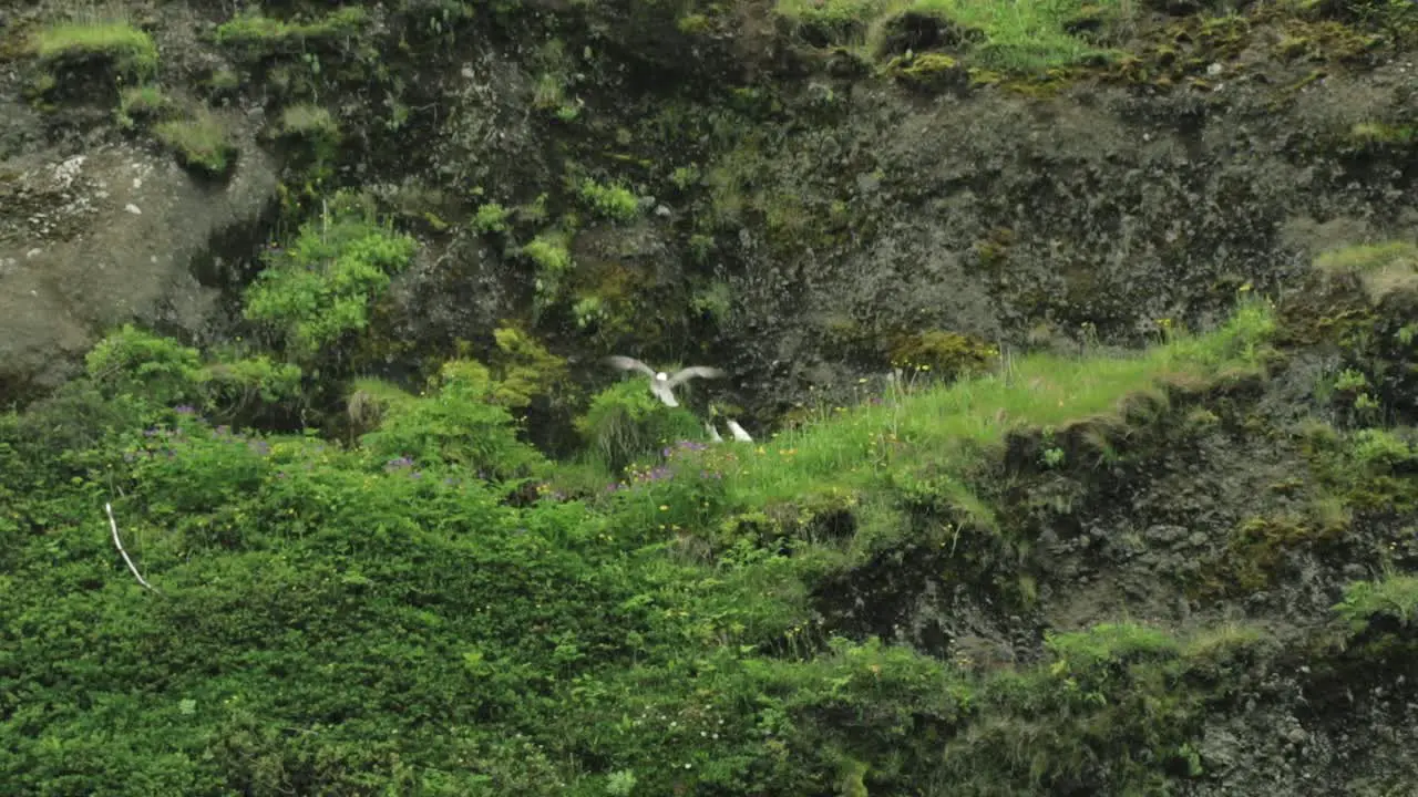 Bird landing and taking off again in Iceland