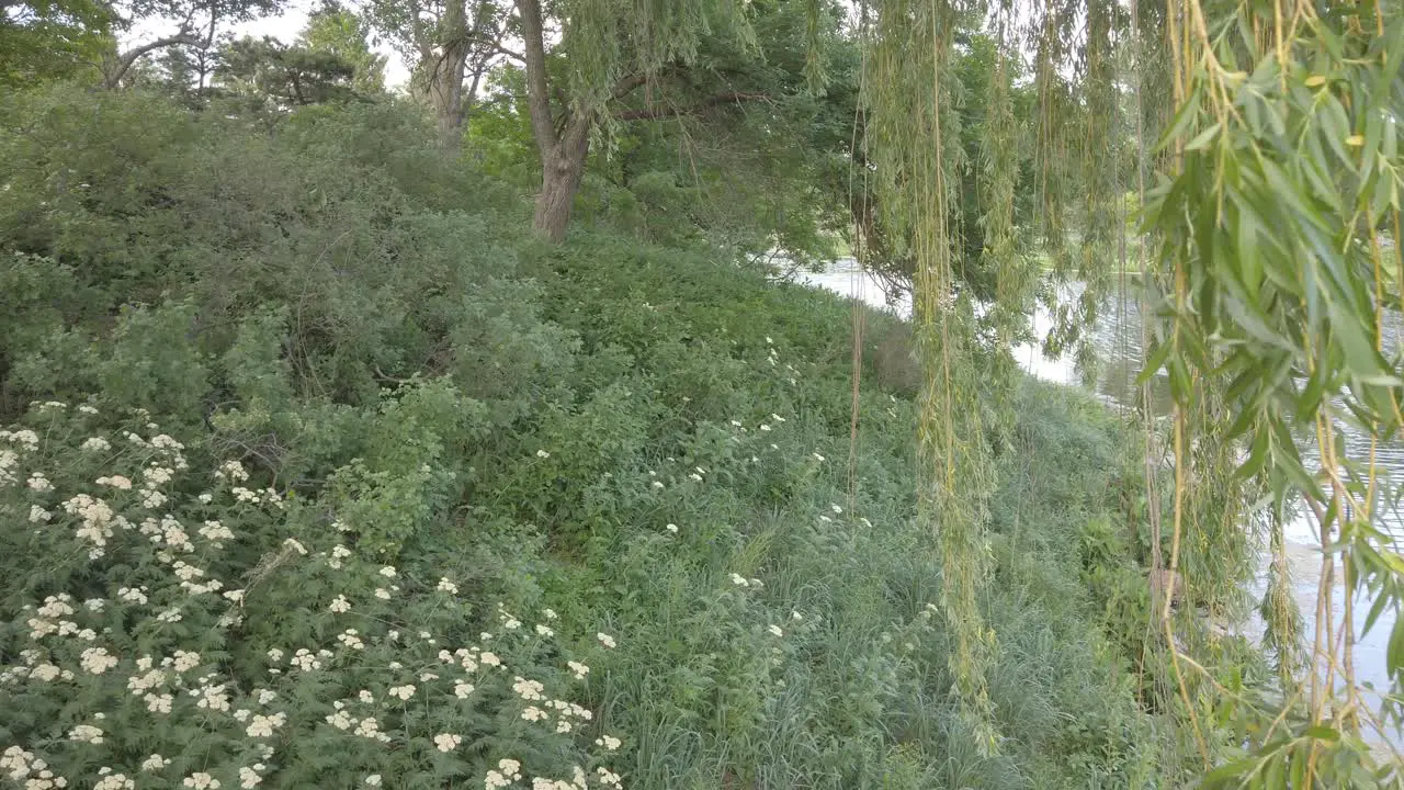 Willow tree blooming near a lake with a field of greenery