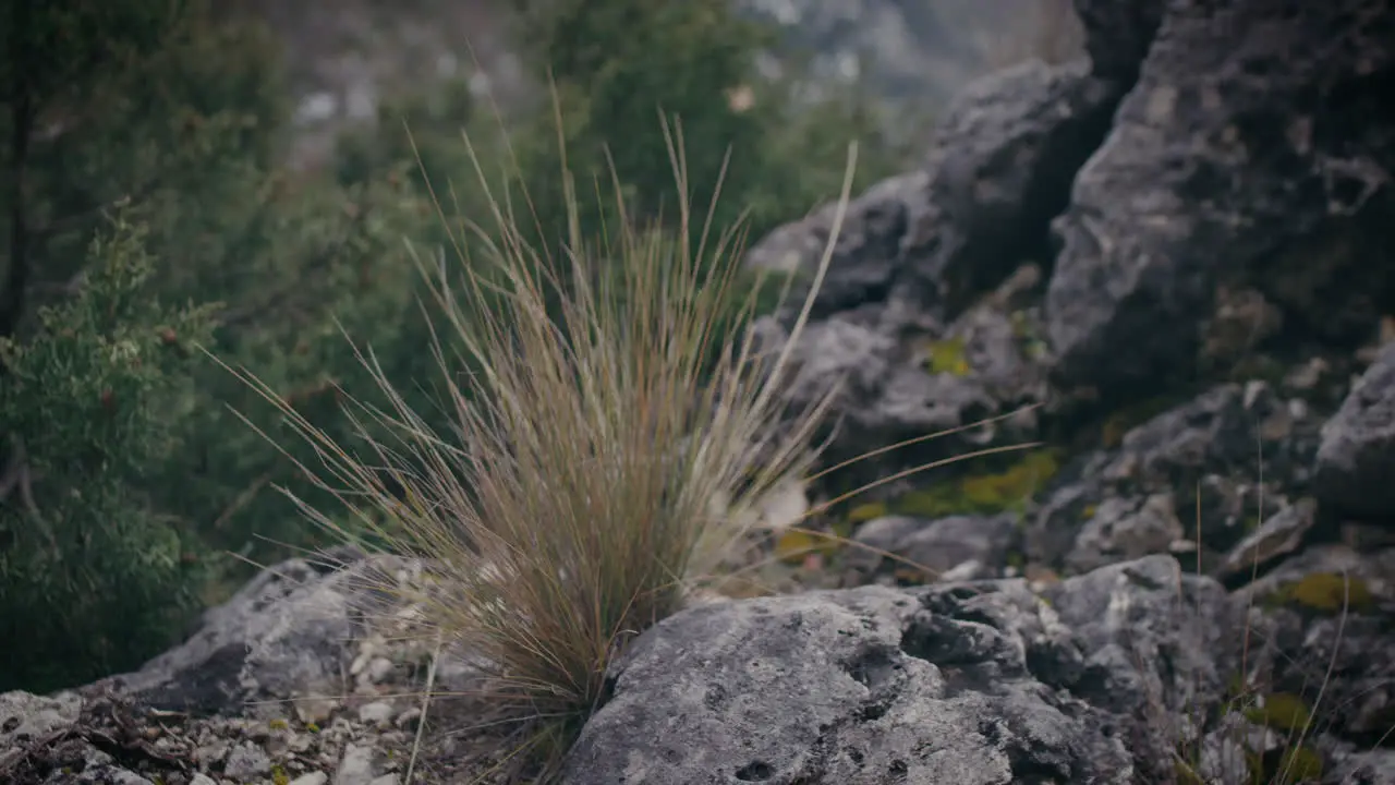 Tuft of dry grass growing on rock in mountains