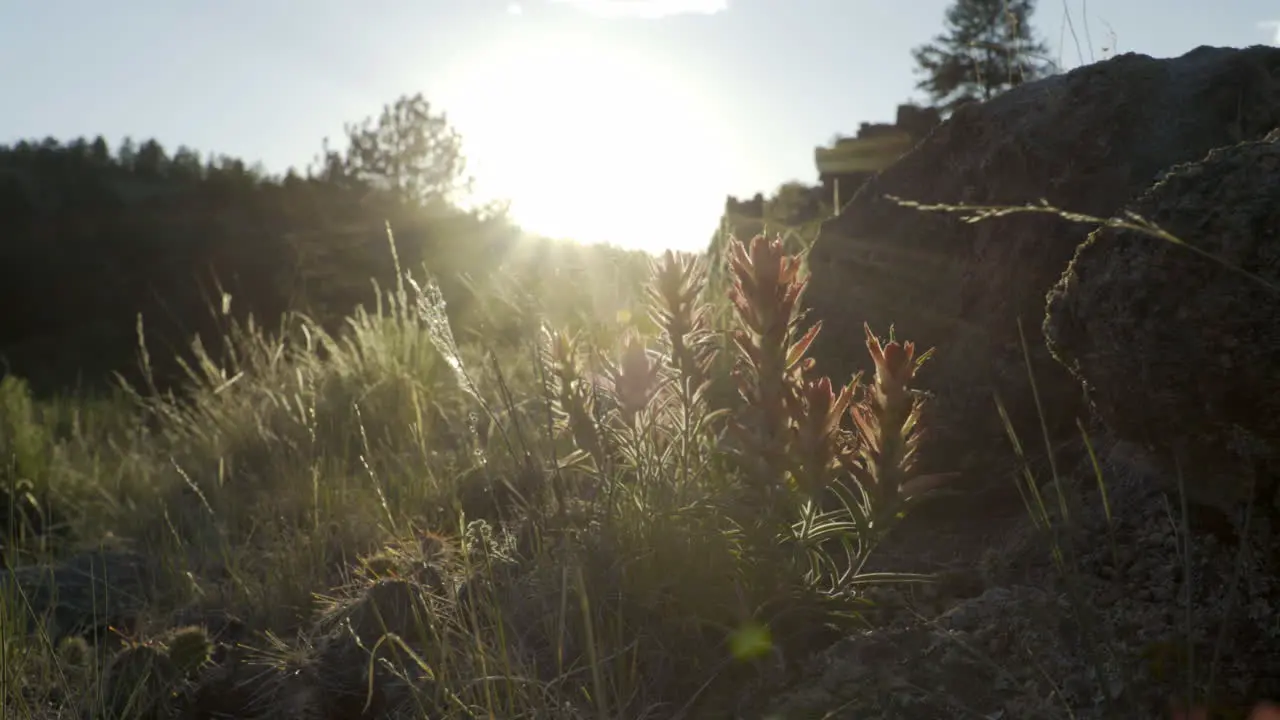 Slider shot of wild flowers at sunset Indian Paintbrush