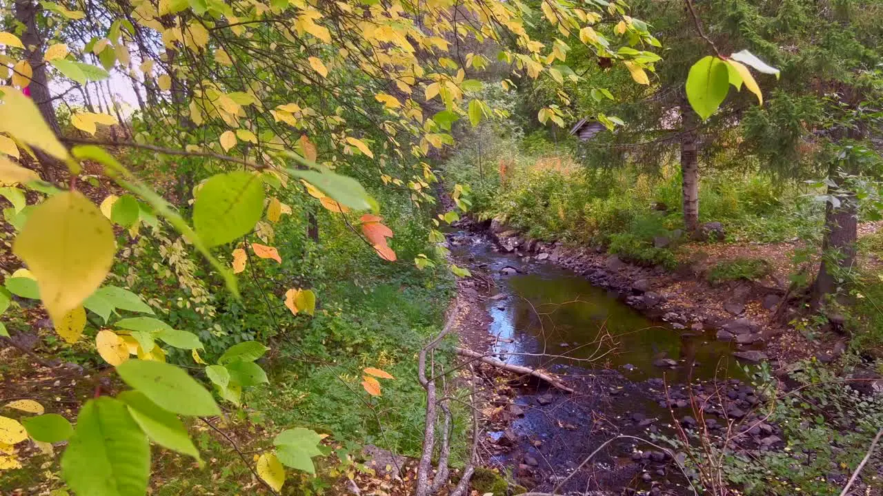 Beautiful yellow trees and a small river at autumn in Norway