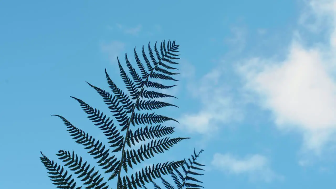 4K shot of the branch of a fern with a blue sky in the background