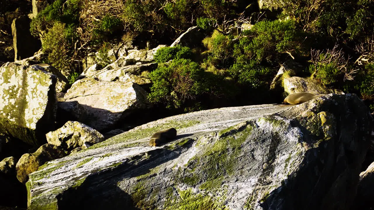 Passing by seal rock with wild animals resting on top motion view