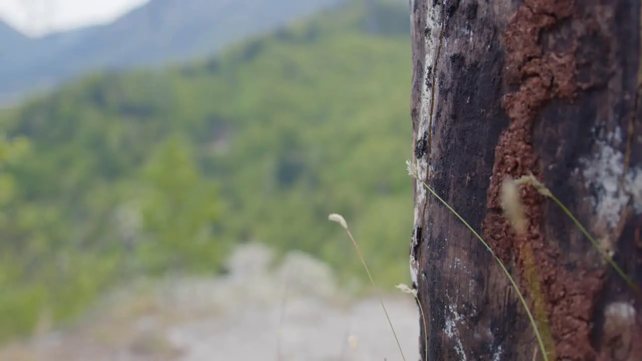 Tree close up with people wandering on a mountain