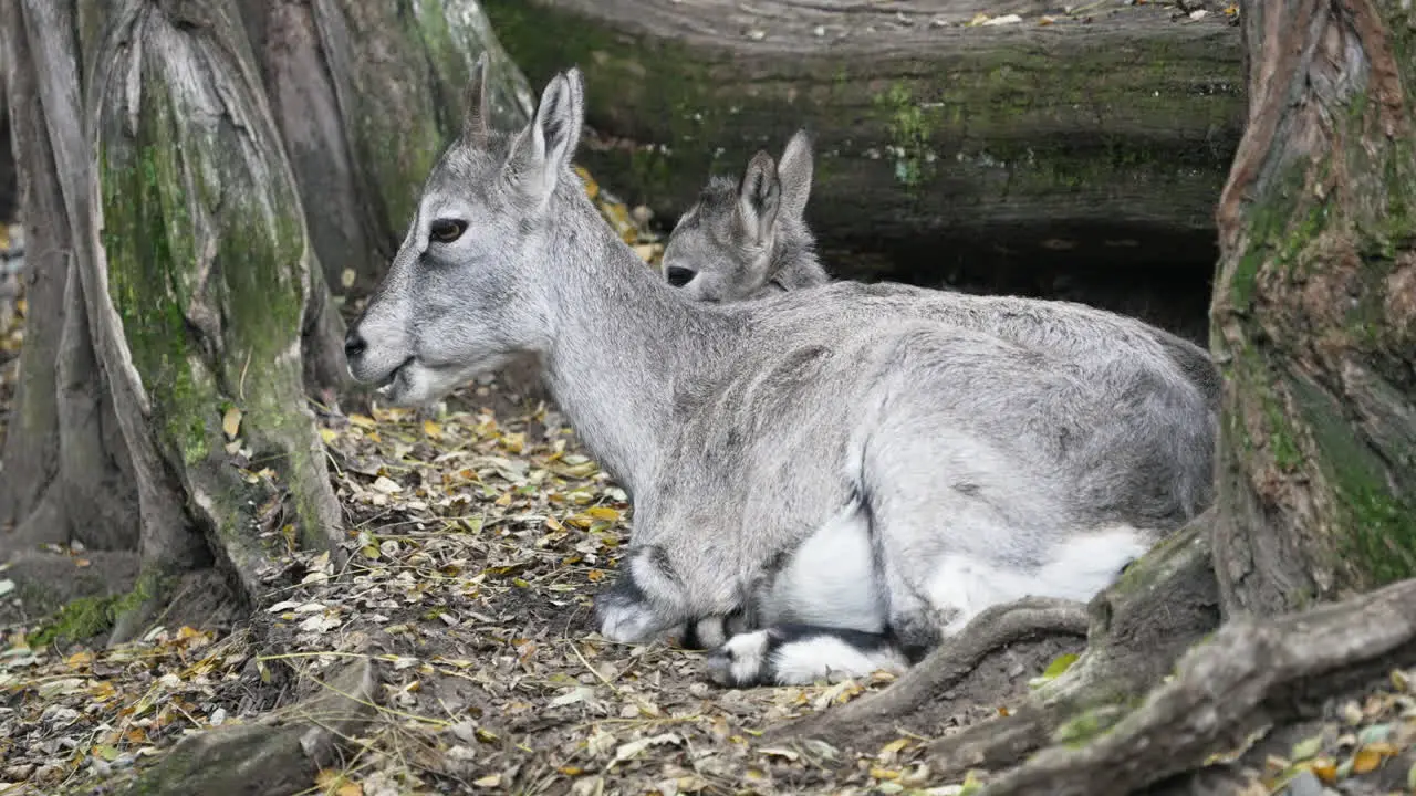 Two brahals resting among trees