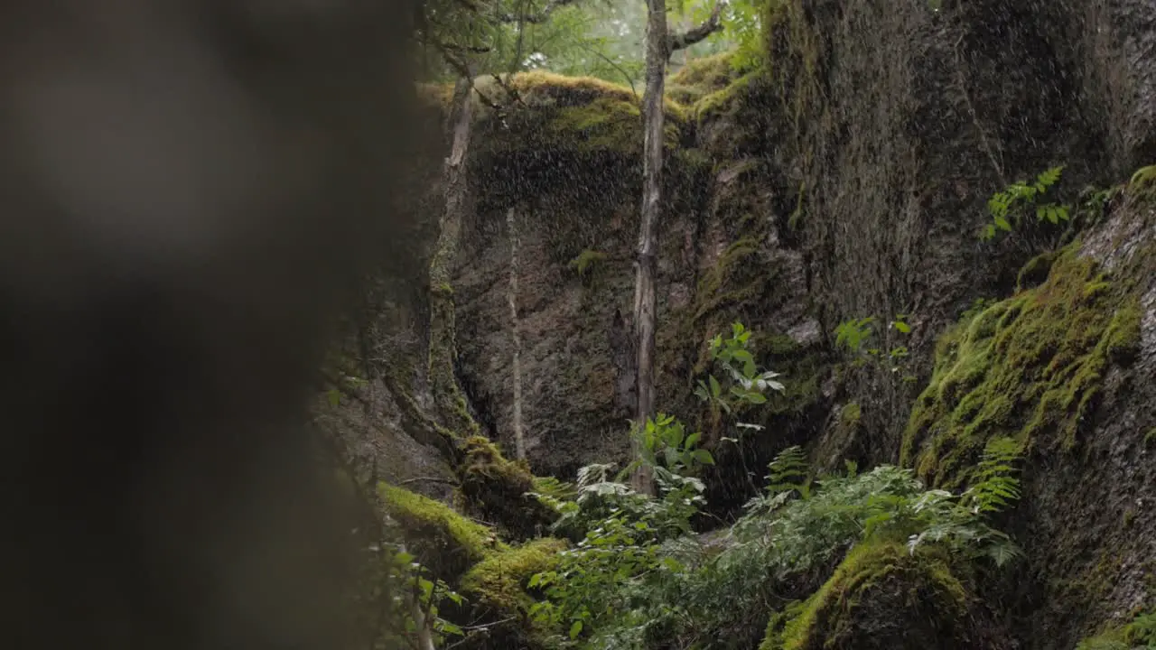 Forest meditative rain in slow motion moody autumn atmosphere