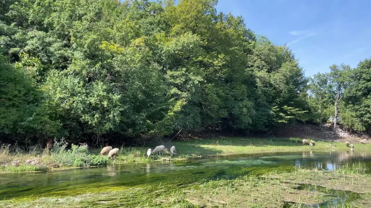 A small flock of sheep is grazing near the fresh water stream on a sunny day