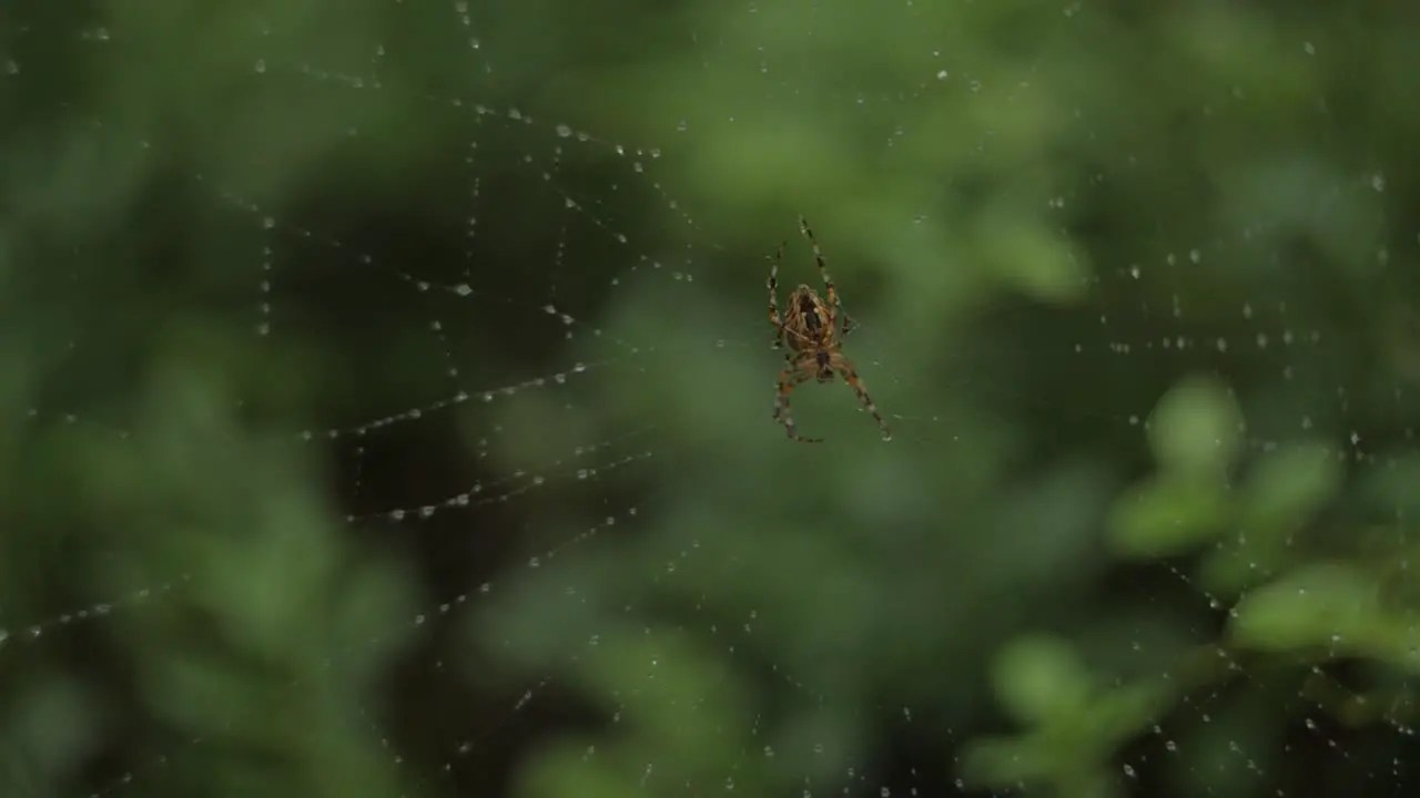 Spider on a net in a forest chroma green screen background blurry with rain drops