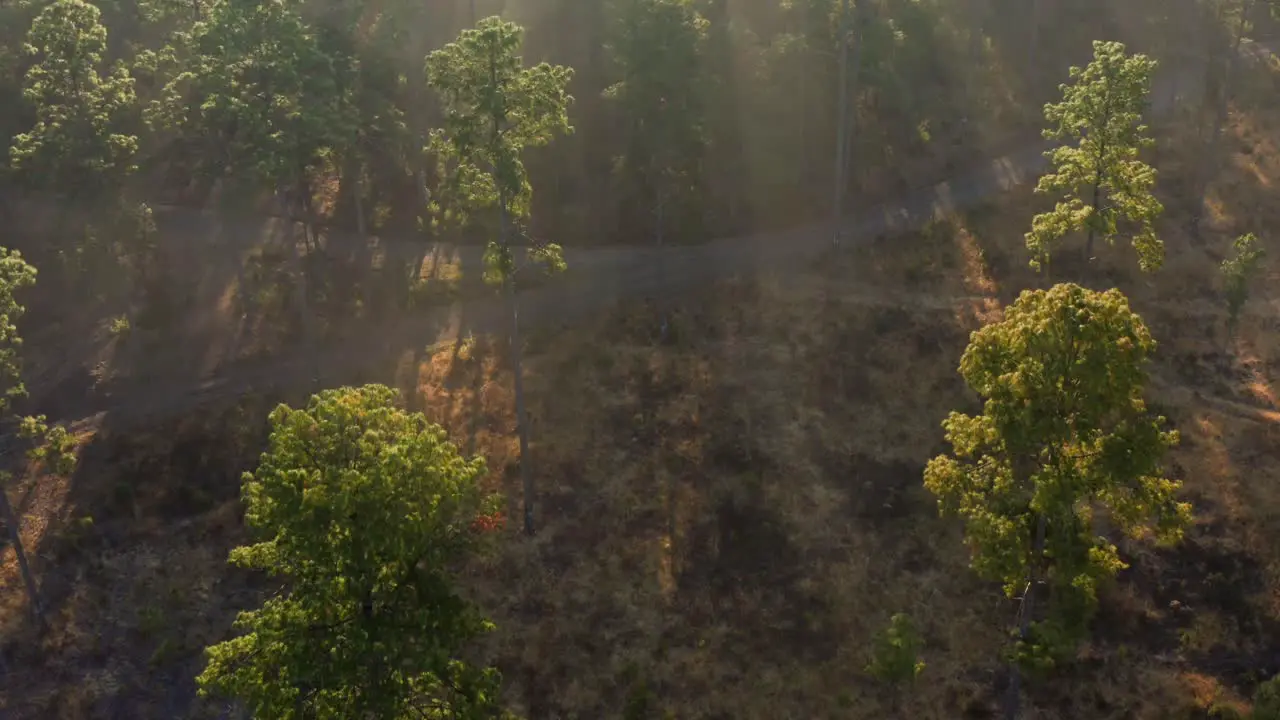 DRONE FOREST IN THE EARLY MORNING