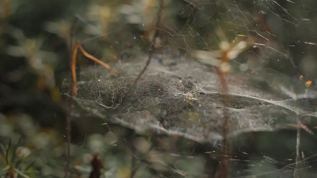 Spider on a net in a forest waving on wind background blurry with rain drops