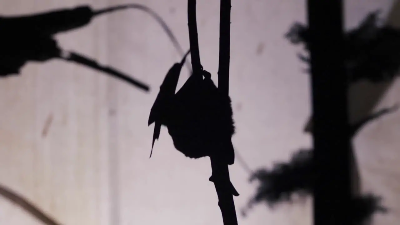 Bat Silhouette climbing up a tree