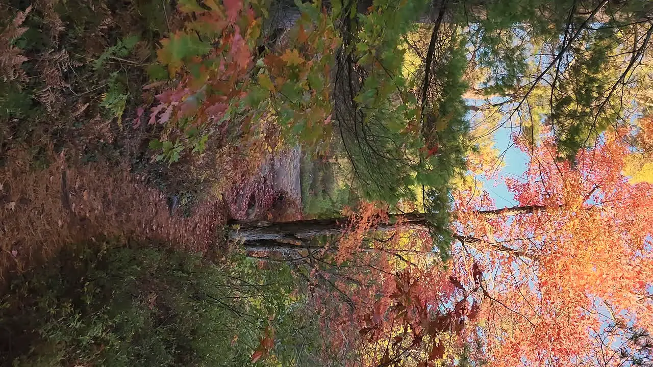 Slow forwarding vertical shot though a amazing colorful Forrest on a nice day with leaves on the path