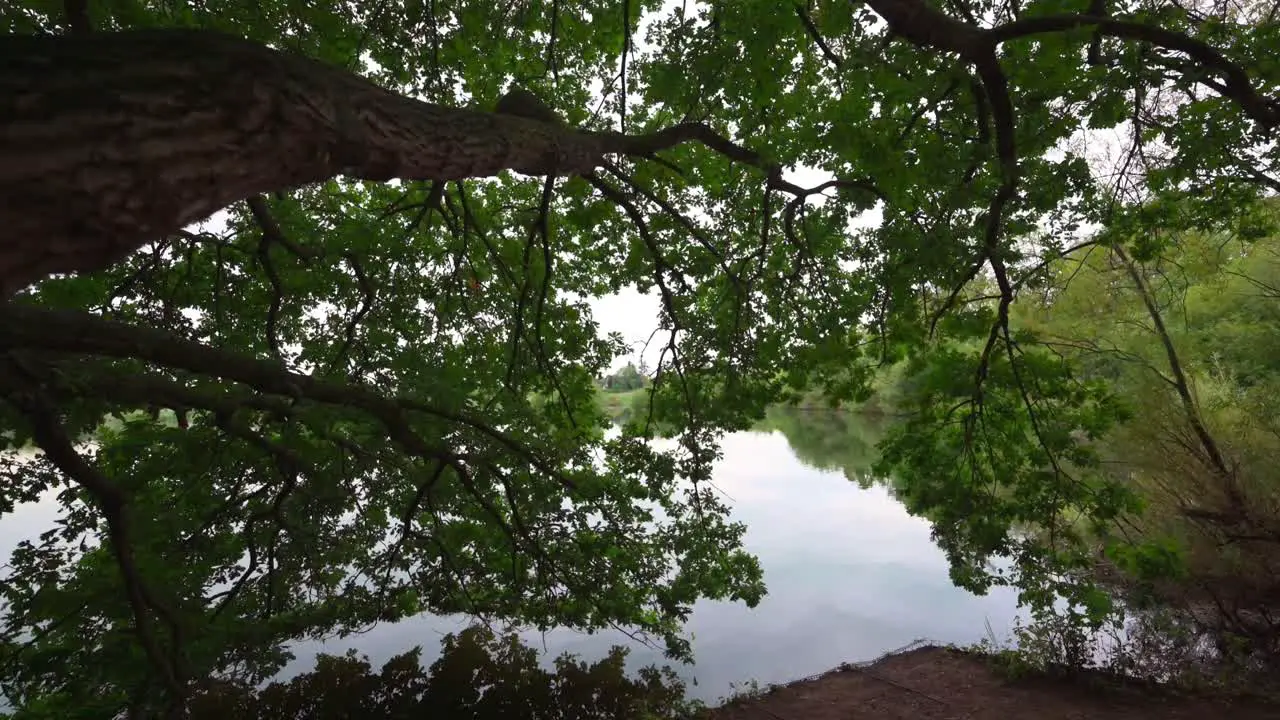 Tranquil lake behind a giant tree push out slow motion no people