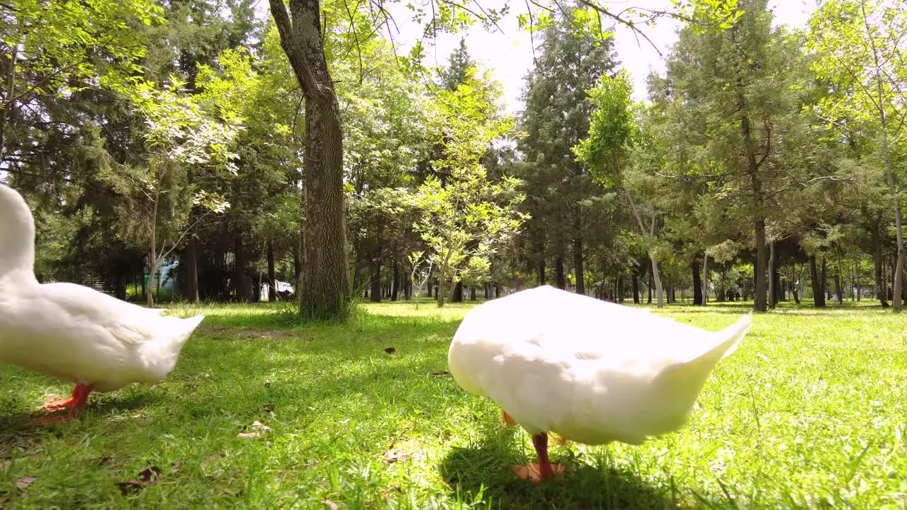 Three curious white ducks looking for food and walking around at the park in a warm summer day