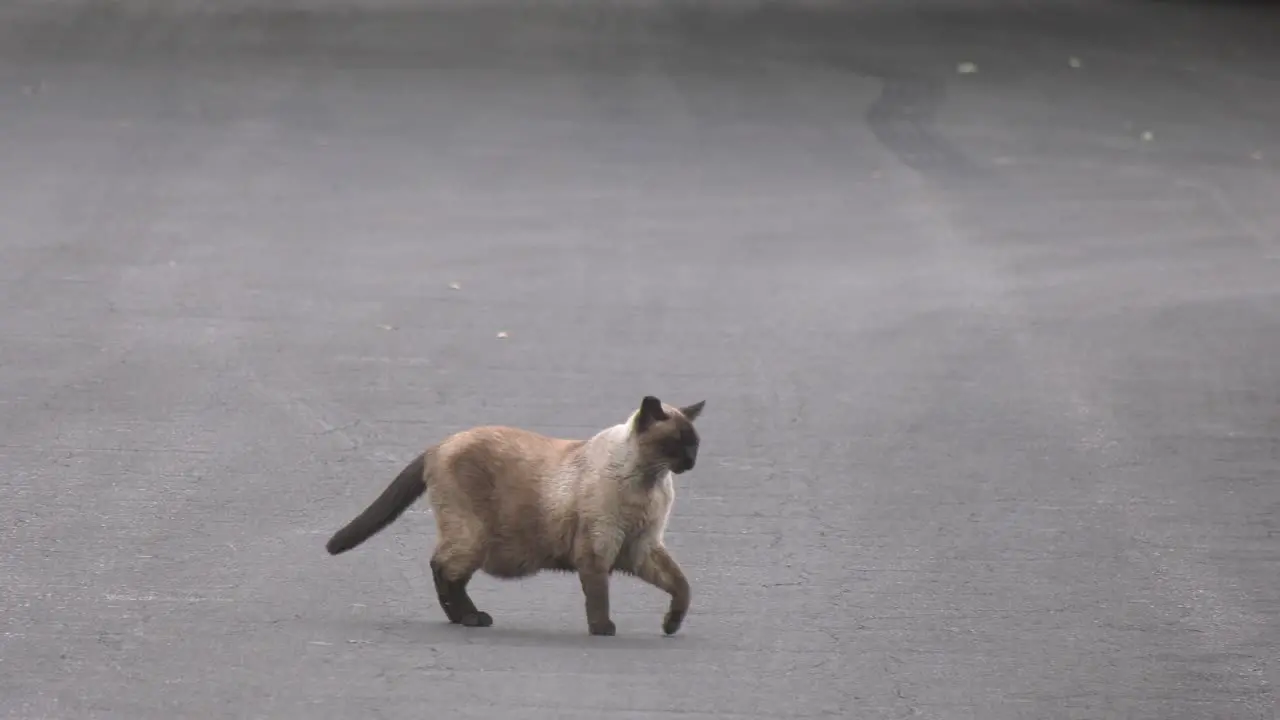 Black cat crossing road by crime scene