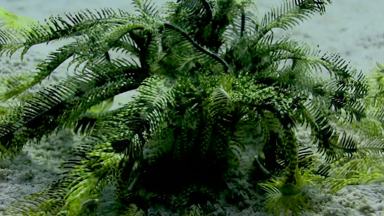 Feather Star walking in daytime close up 7