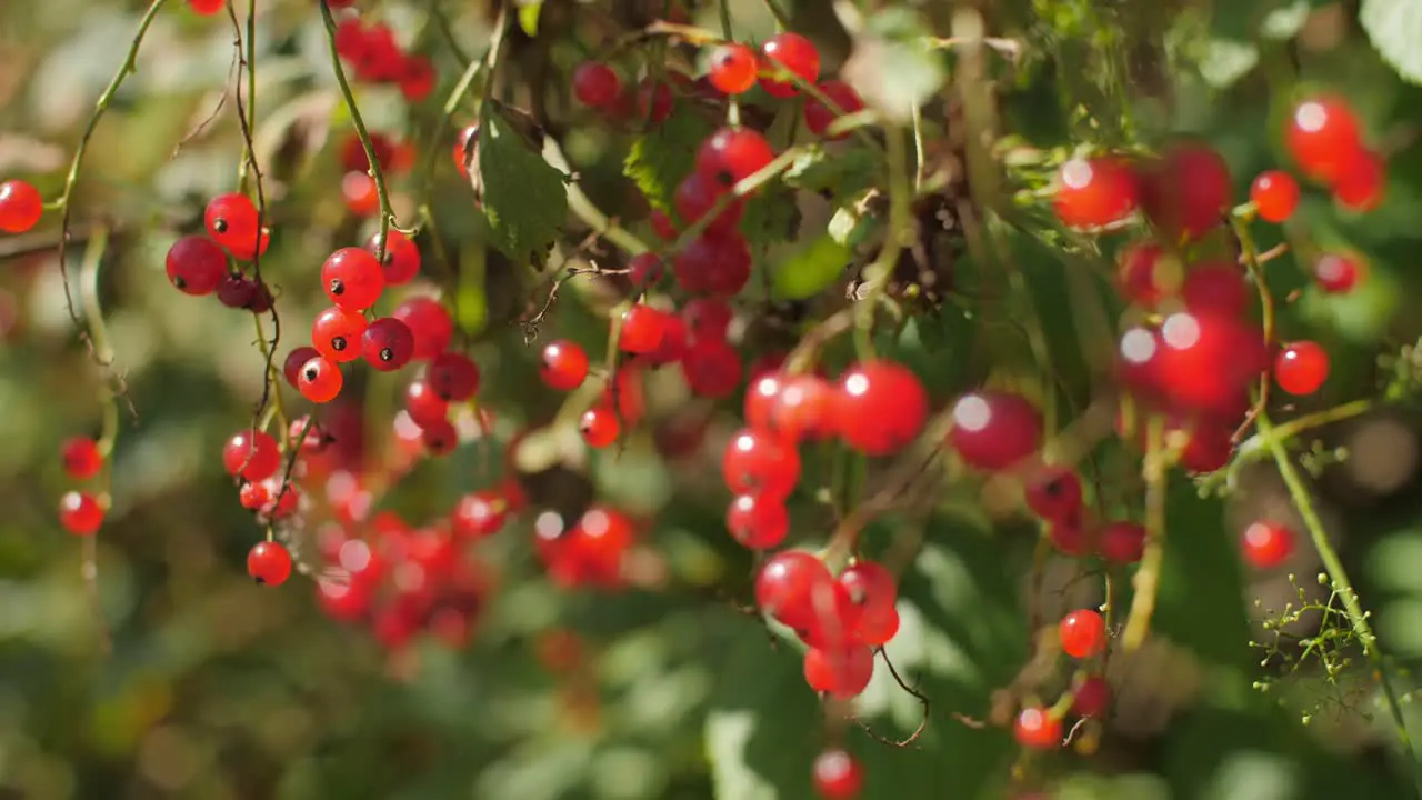 Red currant growing in big quantity on a tree blurry background 4K 50 fps