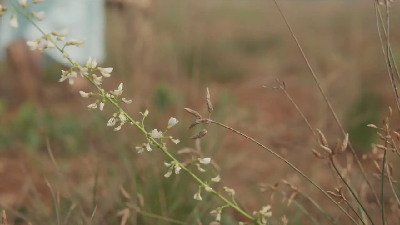 Static slow motion static shot of a plant with white small flowers in a dry field while in the background a woman with turquoise dress is walking on a sunny day