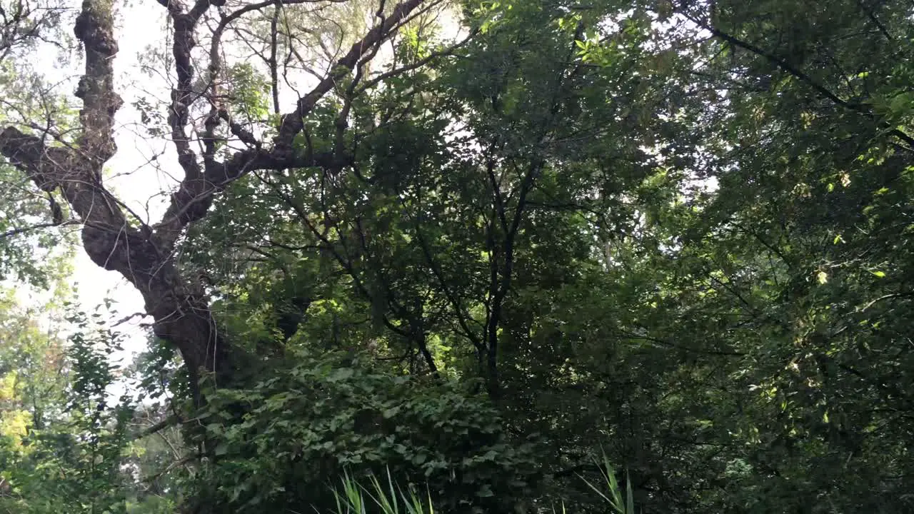 Lush green trees natural light pan low-angle