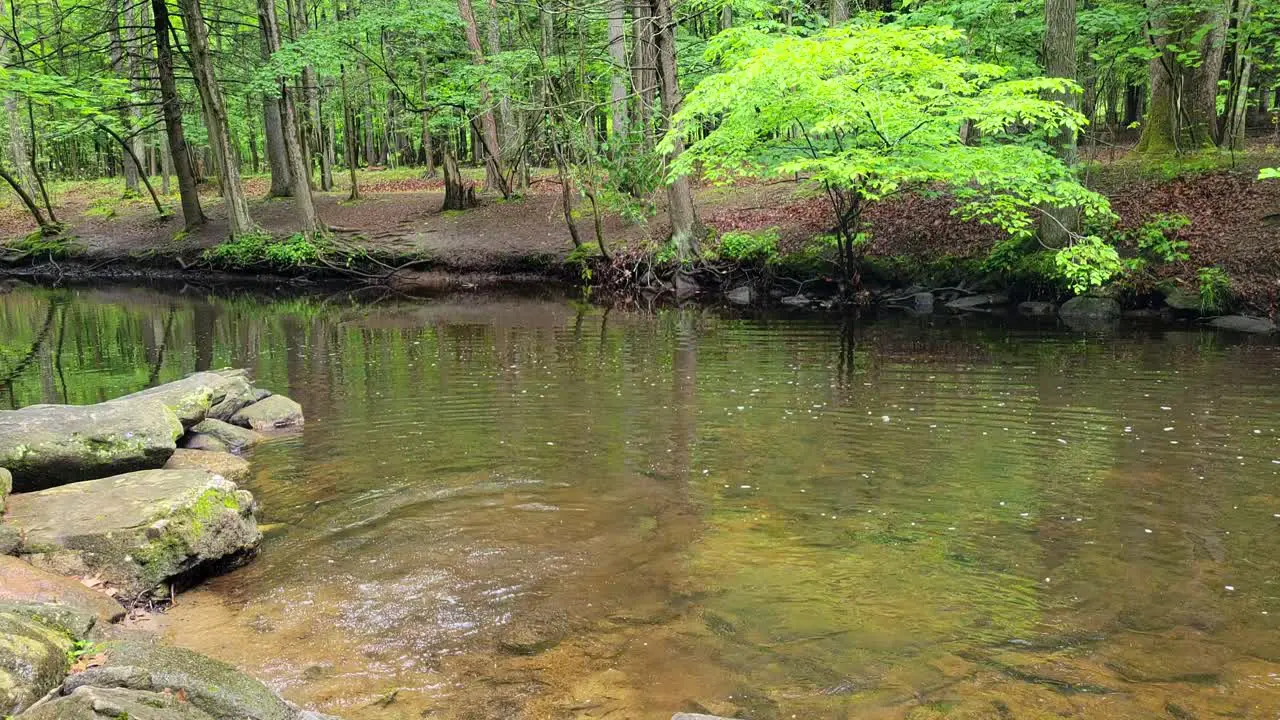 Wide of a Dog Running Out of a River